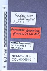 Etikette zu Quasimus (Quasimus) geminus geminus (Fleutiaux, 1942) (NHMW-ZOO-COL-0006519)